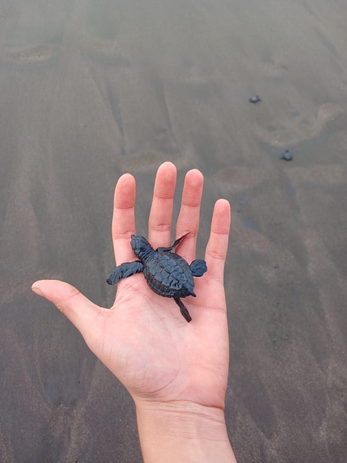 Small black sea turtle hatchling resting in an open palm over a dark sandy beach.